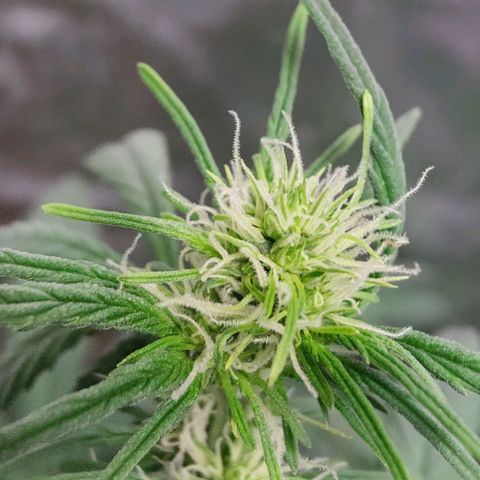 #5 growlog timeline photo