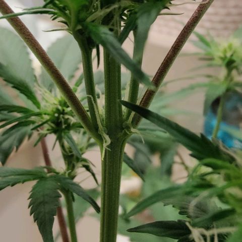 #5 growlog timeline photo