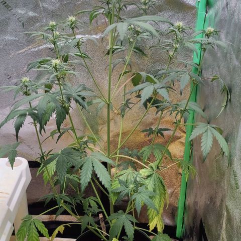 #5 growlog timeline photo