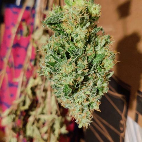 #1,2,3 growlog timeline photo