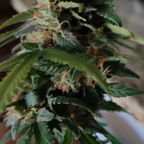 #1,2,3 growlog timeline photo