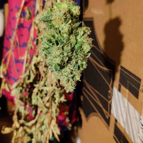 #1,2,3 growlog timeline photo