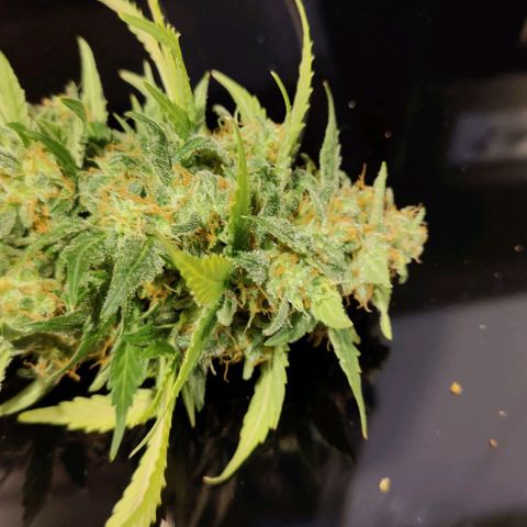 #1,2,3 growlog timeline photo