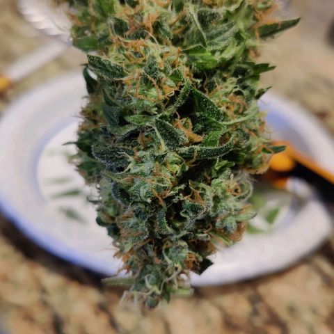 #1,2,3 growlog timeline photo