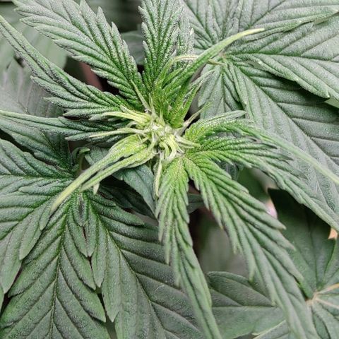 #4 growlog timeline photo