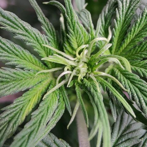 #4 growlog timeline photo