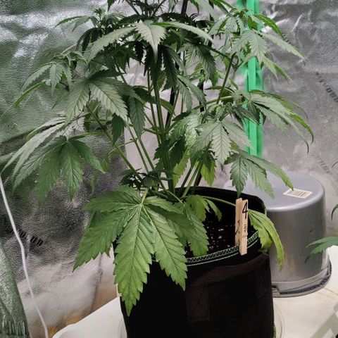 #4 growlog timeline photo