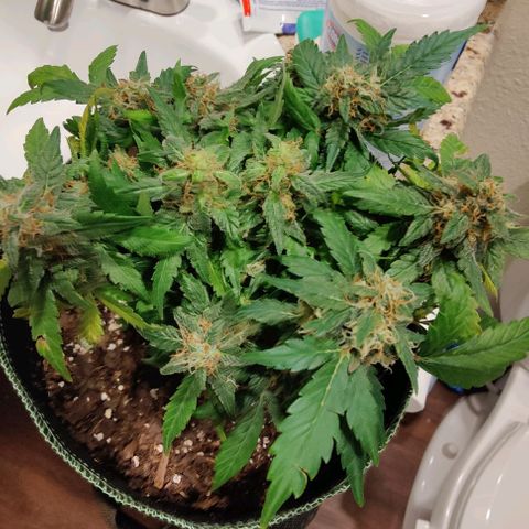#1,2,3 growlog timeline photo