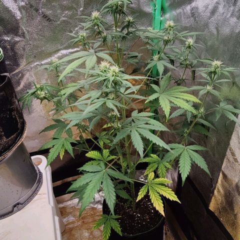 #1,2,3 growlog timeline photo