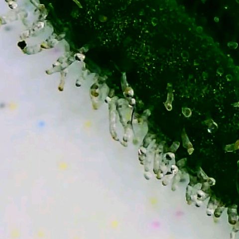 #1,2,3 growlog timeline photo