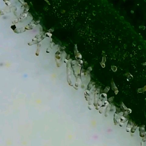 #1,2,3 growlog timeline photo