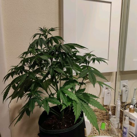 #5 growlog timeline photo