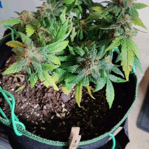 #1,2,3 growlog timeline photo