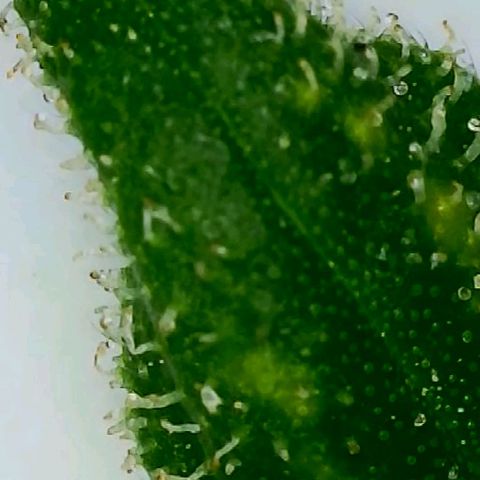 #1,2,3 growlog timeline photo