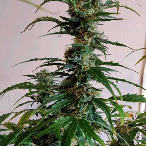#1,2,3 growlog timeline photo