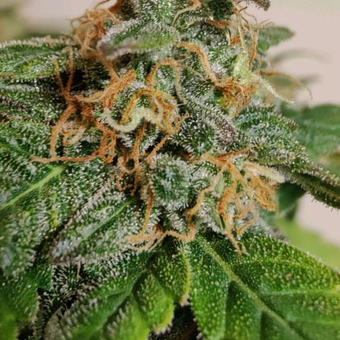#1,2,3 growlog timeline photo