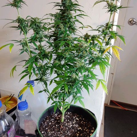 #1,2,3 growlog timeline photo
