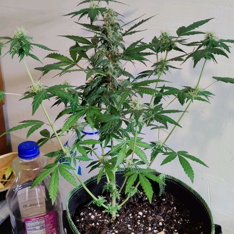 #1,2,3 growlog timeline photo