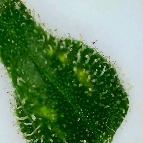 #1,2,3 growlog timeline photo