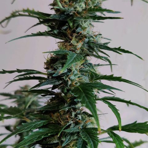 #1,2,3 growlog timeline photo