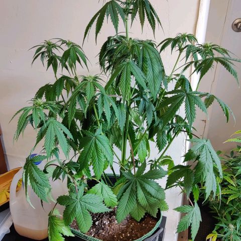 #4 growlog timeline photo