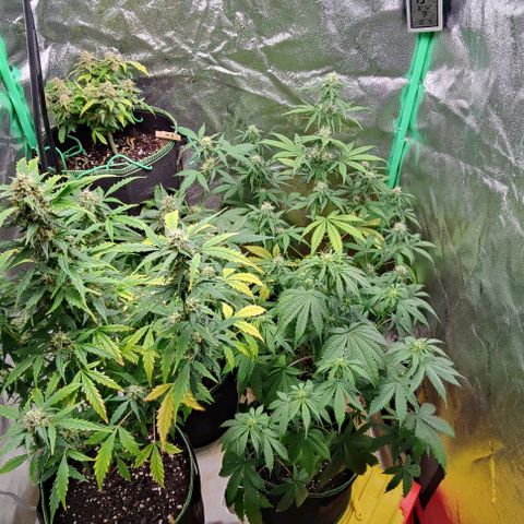 #4 growlog timeline photo