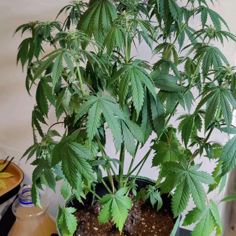 #4 growlog timeline photo