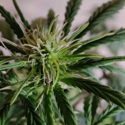 #4 growlog timeline photo