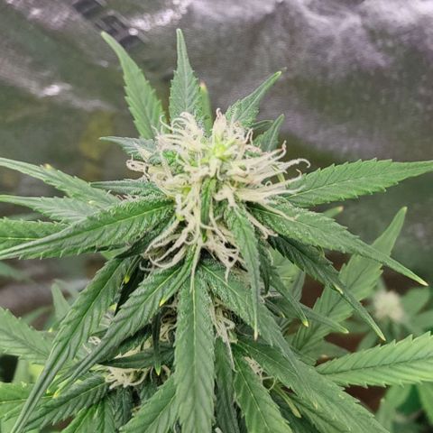 #5 growlog timeline photo