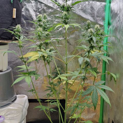 #5 growlog timeline photo