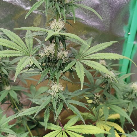 #5 growlog timeline photo
