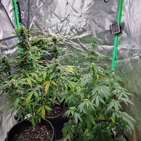 #5 growlog timeline photo