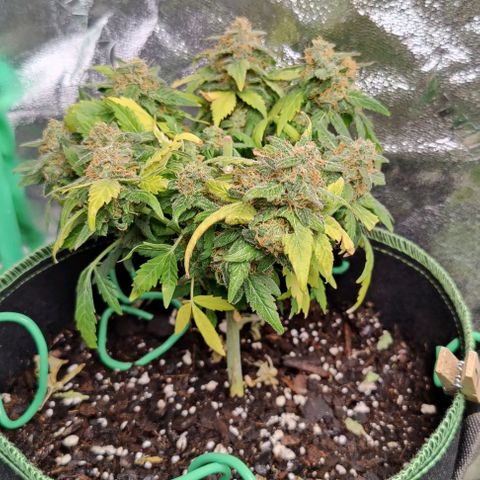 #1,2,3 growlog timeline photo