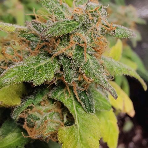 #1,2,3 growlog timeline photo