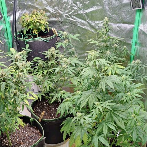 #1,2,3 growlog timeline photo