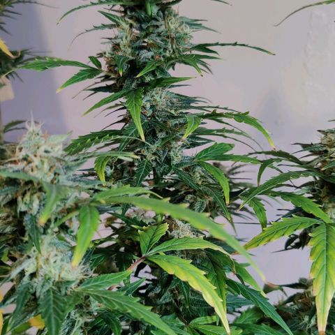 #1,2,3 growlog timeline photo