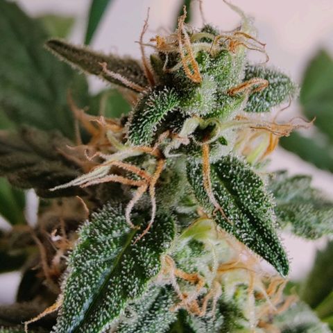 #1,2,3 growlog timeline photo