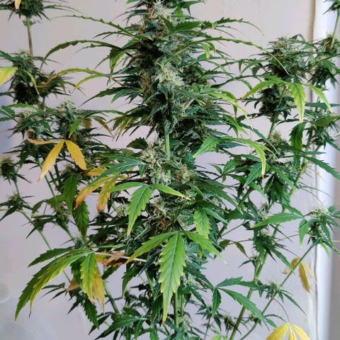 #1,2,3 growlog timeline photo