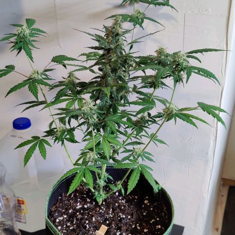 #1,2,3 growlog timeline photo