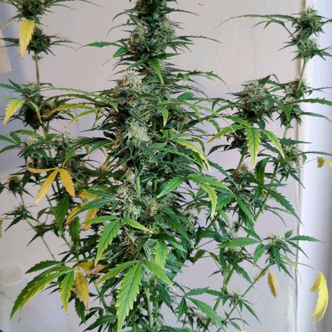 #1,2,3 growlog timeline photo