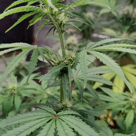 #4 growlog timeline photo
