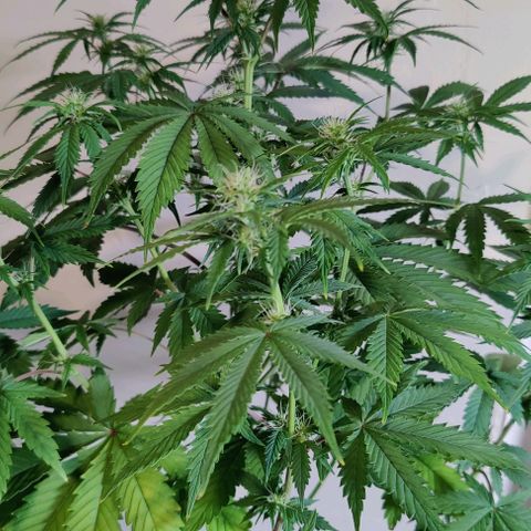 #4 growlog timeline photo