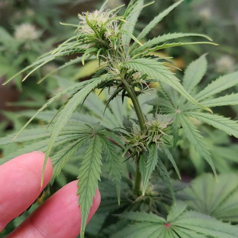 #4 growlog timeline photo