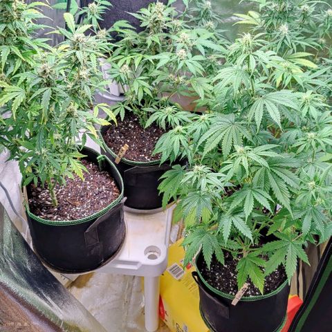 #5 growlog timeline photo