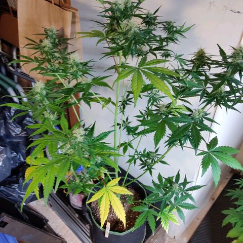 #5 growlog timeline photo