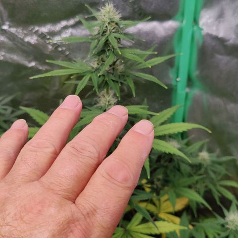 #5 growlog timeline photo
