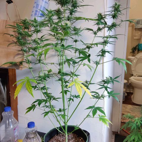 #5 growlog timeline photo