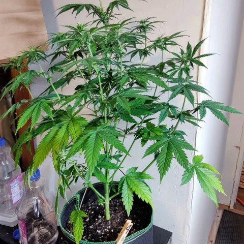 #5 growlog timeline photo