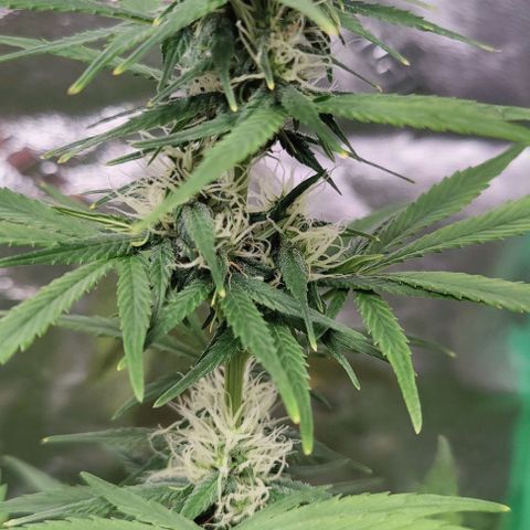 #5 growlog timeline photo