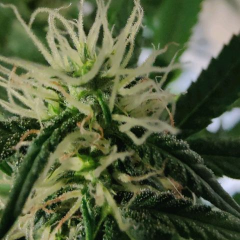 #5 growlog timeline photo